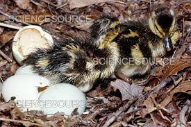 Attēlu rezultāti vaicājumam “Anas platyrhynchos eggs”