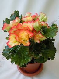 Image result for Бегония Элатиор 12х22 4601887072423