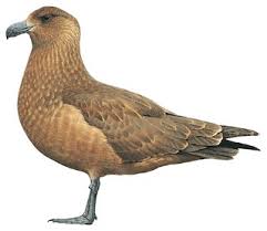 Image result for Stercorarius skua