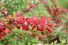 Attēlu rezultāti vaicājumam “Berberis thunbergii fruit”