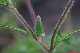 Attēlu rezultāti vaicājumam “Ambrosia artemisiifolia bud”