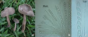 Attēlu rezultāti vaicājumam “Helvella macropus”