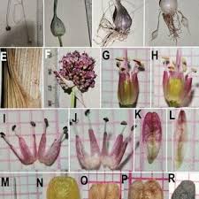 Attēlu rezultāti vaicājumam “Oligonema affine macro”