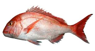 Image result for Pagrus