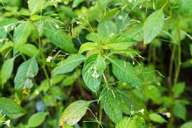 Attēlu rezultāti vaicājumam “Impatiens parviflora leaf”