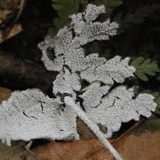 Attēlu rezultāti vaicājumam “Diderma montanum spores”