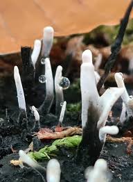 Attēlu rezultāti vaicājumam “Xylaria hypoxylon”