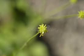 Attēlu rezultāti vaicājumam “Ranunculus lanuginosus bud”