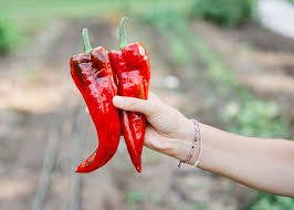 Afbeeldingsresultaat voor long red marconi sweet pepper