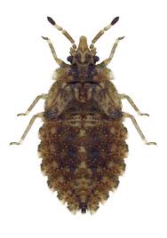 Attēlu rezultāti vaicājumam “Aradus betulae”