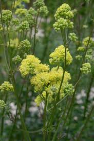 Attēlu rezultāti vaicājumam “Thalictrum flavum flower”
