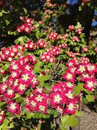 Attēlu rezultāti vaicājumam “Crataegus monogyna subsp. nordica”