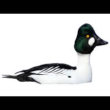 Attēlu rezultāti vaicājumam “Bucephala clangula”