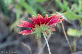 Image result for Gaillardia amblyodon