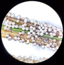 Attēlu rezultāti vaicājumam “Badhamia lilacina”