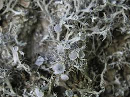 Attēlu rezultāti vaicājumam “Anaptychia ciliaris”