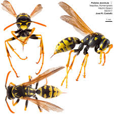 Attēlu rezultāti vaicājumam “Vespidae”