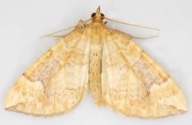 Attēlu rezultāti vaicājumam “Eulithis populata”