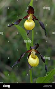 Attēlu rezultāti vaicājumam “Cypripedium calceolus flower”