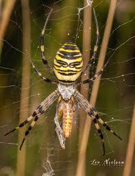 Attēlu rezultāti vaicājumam “Argiope bruennichi”