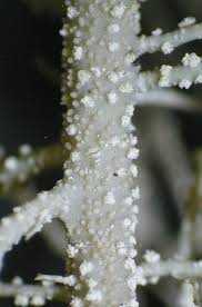 Attēlu rezultāti vaicājumam “Usnea subfloridana”