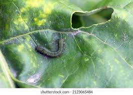 Attēlu rezultāti vaicājumam “Mamestra brassicae pupa”