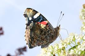 Attēlu rezultāti vaicājumam “Vanessa atalanta upperside”