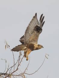Attēlu rezultāti vaicājumam “Buteo lagopus adult”
