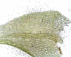 Attēlu rezultāti vaicājumam “Campyliadelphus elodes”