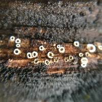 Attēlu rezultāti vaicājumam “Stictis”