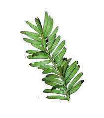 Attēlu rezultāti vaicājumam “Taxus baccata leaf”