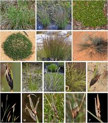 Attēlu rezultāti vaicājumam “Schoenus ferrugineus flower”
