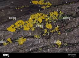 Attēlu rezultāti vaicājumam “Fuligo septica var. candida plasmodium”