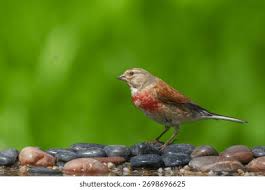 Attēlu rezultāti vaicājumam “Carduelis cannabina adult”