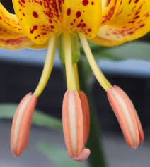 Attēlu rezultāti vaicājumam “Lilium martagon flower”