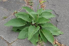 Image result for Verbascum nigrum