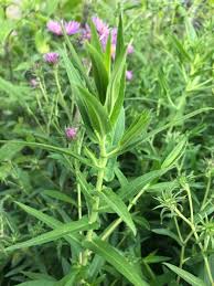 Attēlu rezultāti vaicājumam “Symphyotrichum novae-angliae flower”
