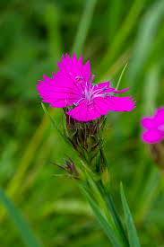 Image result for Dianthus carthusianorum