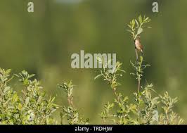 Attēlu rezultāti vaicājumam “Hippolais caligata adult”