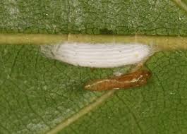 Attēlu rezultāti vaicājumam “Bucculatrix rhamniella”