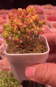 Attēlu rezultāti vaicājumam “Diderma globosum”