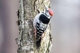 Attēlu rezultāti vaicājumam “Dendrocopos leucotos”