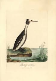 Attēlu rezultāti vaicājumam “Podiceps cristatus”