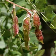 Attēlu rezultāti vaicājumam “Robinia”