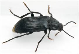 Attēlu rezultāti vaicājumam “Melandrya dubia”