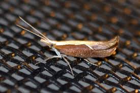 Attēlu rezultāti vaicājumam “Ypsolopha dentella”