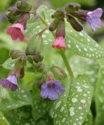 Image result for Lungenkraut