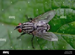 Attēlu rezultāti vaicājumam “Sarcophaga carnaria”