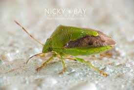 Attēlu rezultāti vaicājumam “Pentatomidae”