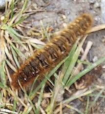 Attēlu rezultāti vaicājumam “Lasiocampa quercus larva”